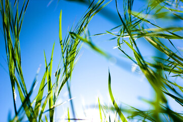 Grass green