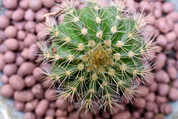 Cactus, which many people like to raise