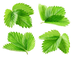 Strawberry leaf isolate. Strawberry leaves on white background. Strawberries branch. Leaves set. Full depth of field.