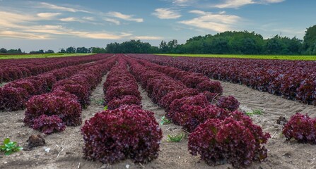 Gesunde Ernährung durch Gemüse aus dem Frankenland