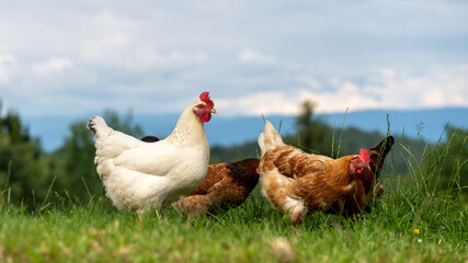 Glückliche freilaufende Biohühner - Geflügel auf dem Biohof