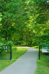 A winding road deep inside a lush green forest