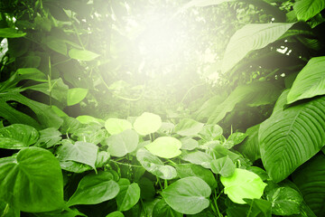 Tropical jungle fabulous forest with plants. Nature light green background.