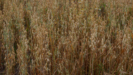 Fototapeta premium Der Anbau von verschiedenen Getreidesorten im Knoblauchsland