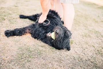 dog breed Bouvier des Flandres shepherd dog lies on the ground and plays.