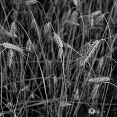 Fototapeta premium Der Anbau von verschiedenen Getreidesorten im Knoblauchsland