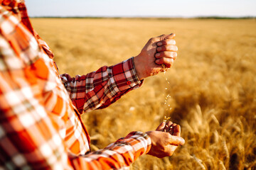 Wheat grains in hands of farmer. Harvesting, organic farming concept. 