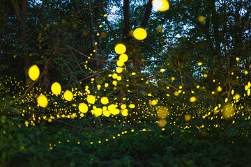 Firefly flying at night in the forest