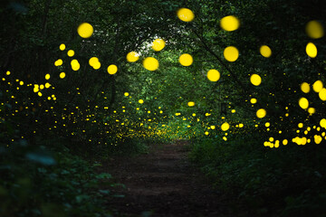 Firefly flying at night in the forest
