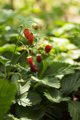 Ripe wild strawberry berries hang on a stalk in summer in the garden. Useful red fruits, harvesting. Food background