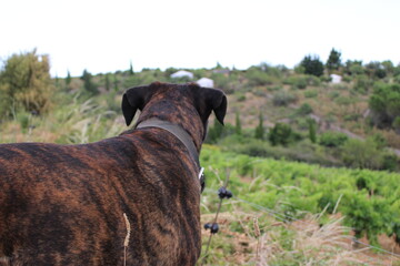 chien cane corso