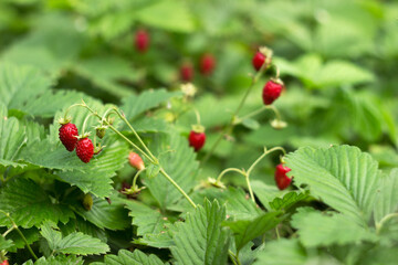 Ripe wild strawberry berries hang on a stalk in summer in the garden. Useful red fruits, harvesting. Food background