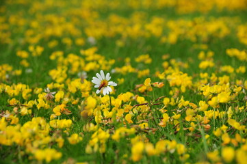 Bird's foot trefoil (Lotus corniculatus) on field