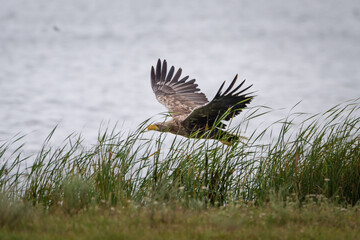 A large white-tailed eagle stands by the lake