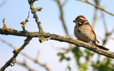 Reed bunting (Emberiza schoeniclus) on twigs