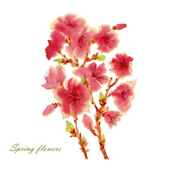  Watercolor branch Flowering almond