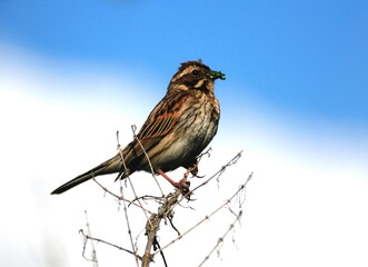 Reed bunting (Emberiza schoeniclus) on twigs