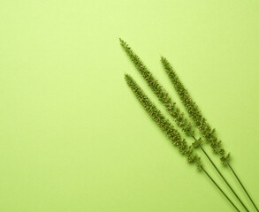 annual plant Setaria with green stems on a green background