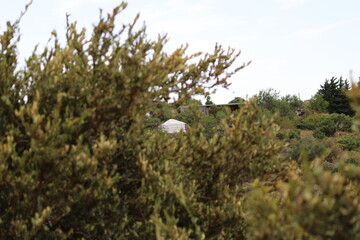 arbre