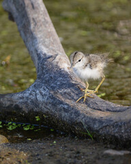 Baby fledgling Spotted Sandpiper bird