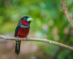 Black and Red Broadbill perching eye level on a tree branch with blurry background