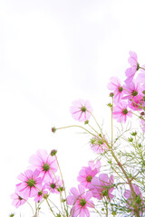 Fototapeta premium 空背景のコスモスの花畑