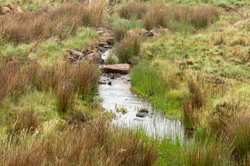 small river just out of Dullstroom, Mpumalanga, South Africa