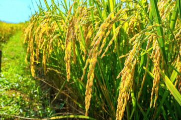 Rice field with golden color.Jasmine rice with gold color.