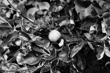 A meadow in the city center. Artistic look in black and white.