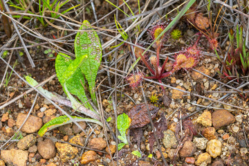 Drosera collinsiae close to Dullstroom, Mpumalanga, South Africa