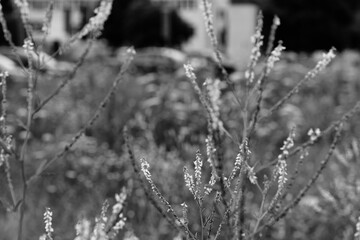 A meadow in the city center. Artistic look in black and white.