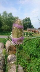 Wilde Karde auf Wiese