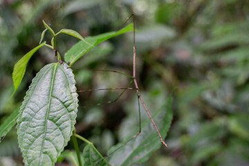 green leaves on a tree