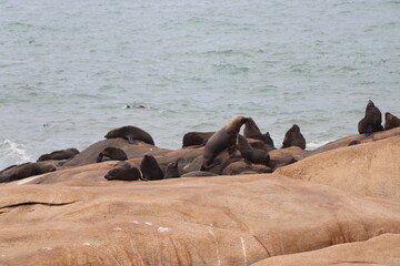 Fototapeta premium Fur seals basking on the rocks. Cabo Polonio environmental reserve.