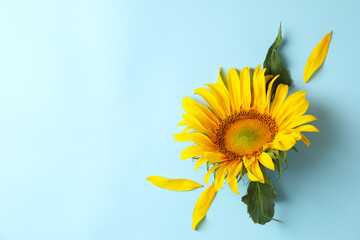 Beautiful sunflower with leaves on blue background. Farming