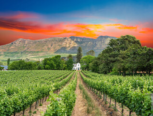 Buitenverwachting wine estate on eastern slopes of Constantiaberg wine route cape town south africa - obrazy, fototapety, plakaty