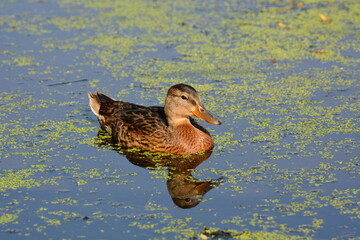 Female Mallard duck swimming in the duck weed © Carol Hamilton