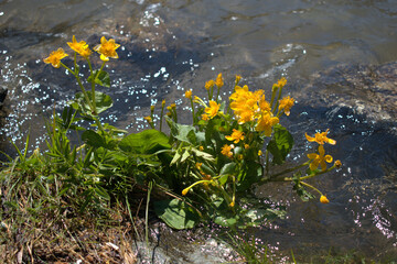 Gelbe Blumen am Ufer des Silvaplanasees in der Schweiz 27.5.2020