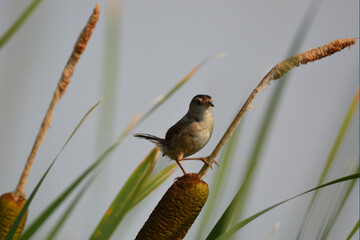 Marsh Wren perched on a cattail