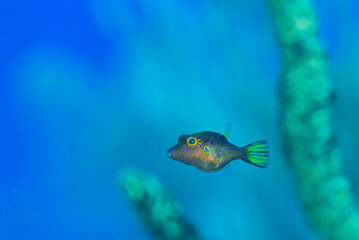 An underwater macro shot of a juvenile sharpnose puffer who lives on the reefs in the Caribbean 