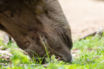 camel's lips