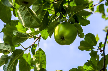 Green apples on a branch ready to be harvested with a selective focus and soft bokeh