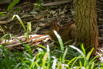 Lesser Mouse-deer