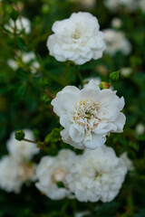 Obraz na płótnie Canvas The white rose in countryside garden