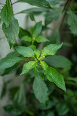 Fototapeta na wymiar A close up image of African Basil growing in a garden