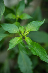 A close up image of African Basil growing in a garden