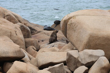 Fototapeta na wymiar Fur seals basking on the rocks. Cabo Polonio environmental reserve.