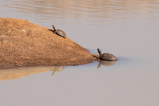 African helmeted turtles sunning themselves.
