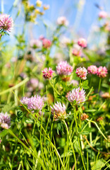 Pink flowers in the field