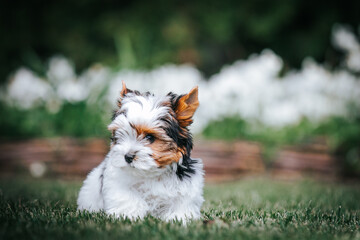 Biewer terrier puppy in beautiful green background.	